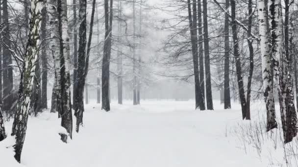 Heavy snowfall in a wild park, large flakes of snow are slowly falling, people are walking in the distance, snow lies on the still unmatched leaves of trees, snow storm, blizzard — стоковое видео