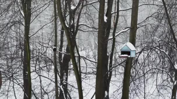 Ptaki siedzą na domkach dla ptaków i dziobają coś w dzikim parku, obfite opady śniegu, duże płatki śniegu powoli spadają, śnieg leży na wciąż niezrównanych liściach drzew, burza śnieżna, śnieżyca — Wideo stockowe