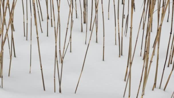 Stengels droog gras steken uit de sneeuw, droog gras bedekt met sneeuw en zwaaien in de wind in een wild park, sneeuw ligt op de nog steeds ongeëvenaarde bladeren van bomen, sneeuwstorm, sneeuwstorm — Stockvideo