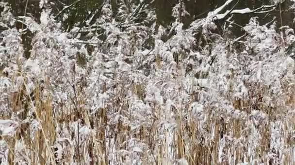 Torrt gräs täckt med snö och svajande i vinden i en vild park, ligger snö på ännu oöverträffade löv av träd, snöstorm, snöstorm — Stockvideo