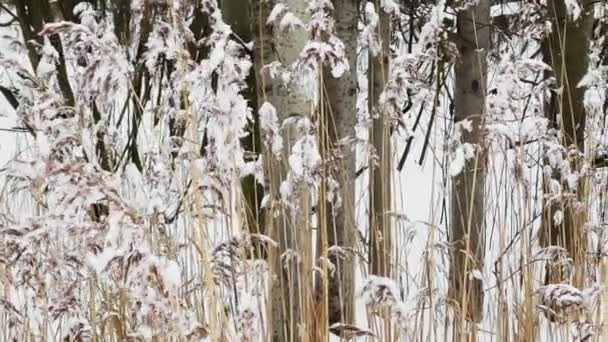 Sucha trawa pokryta śniegiem i kołysząca się na wietrze w dzikim parku, śnieg leży na wciąż niezrównanych liściach drzew, burza śnieżna, śnieżyca — Wideo stockowe