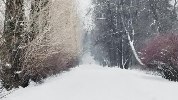 Zware sneeuwval in een wild park, grote sneeuwvlokken vallen langzaam, mensen lopen in de verte, sneeuw ligt op de nog ongeëvenaarde bladeren van bomen, sneeuwstorm, sneeuwstorm — Stockvideo