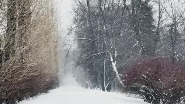 Zware sneeuwval in een wild park, grote sneeuwvlokken vallen langzaam, mensen lopen in de verte, sneeuw ligt op de nog ongeëvenaarde bladeren van bomen, sneeuwstorm, sneeuwstorm — Stockvideo