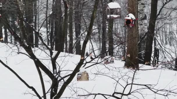 Os pássaros sentam-se em birdhouses e bicam em algo em um parque selvagem, snowfall pesado, flocos grandes da neve estão caindo lentamente, a neve encontra-se nas folhas ainda unmatched das árvores, tempestade de neve, nevasca — Vídeo de Stock