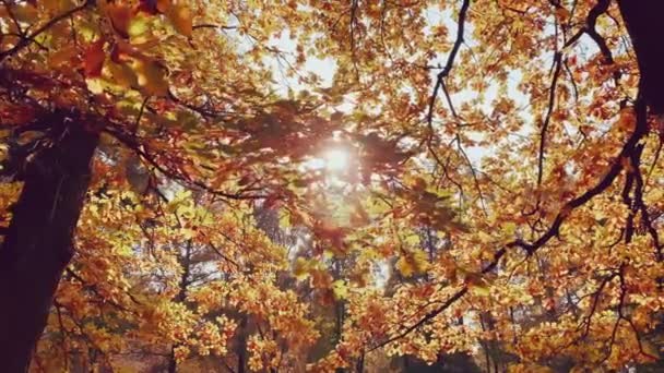 Les feuilles jaunes se dirigent sur l'arbre, vue rapprochée, l'automne bat son plein, troncs d'arbres noirs, temps clair, ciel bleu