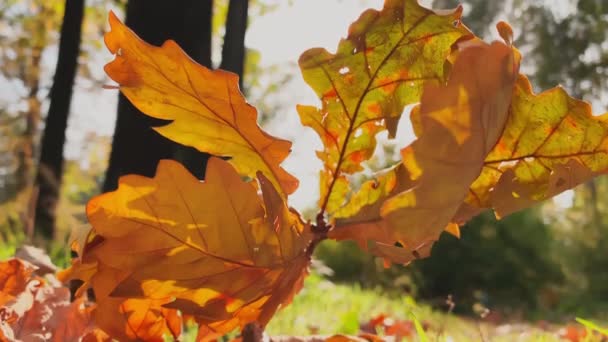 Het oranje blad ligt op groen gras, goed zicht, de herfst is in volle gang, zwarte boomstammen, zonnestralen — Stockvideo
