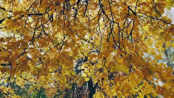 Les feuilles jaunes se dirigeant sur l'arbre, vue rapprochée, l'automne bat son plein, troncs d'arbres noirs, les rayons du soleil à travers le feuillage