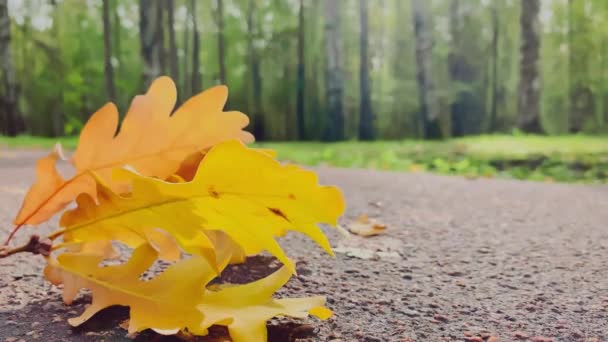 La hoja naranja se encuentra en la hierba verde, vista cercana, el otoño está en pleno apogeo, troncos de árbol negro, rayos del sol — Vídeo de stock