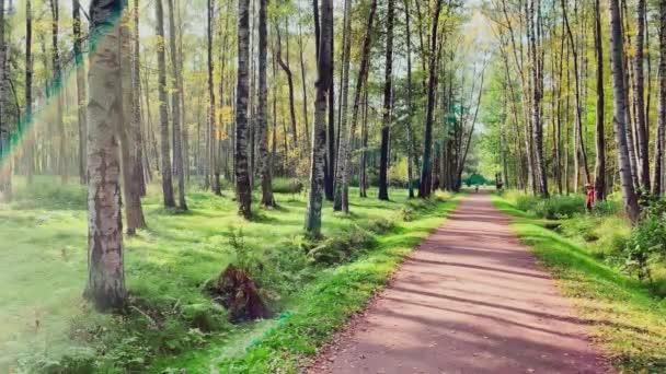 El camino en el parque de otoño, hojas amarillas en los árboles y en el suelo, largas sombras de árboles, gente caminando, rayos de sol — Vídeo de stock