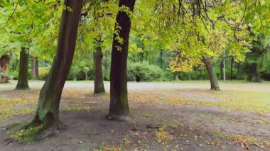 Ağaçtaki sarı yapraklar, yakın görüş, sonbahar tam salıncakta, siyah ağaç gövdeleri, bulutlu hava, patika