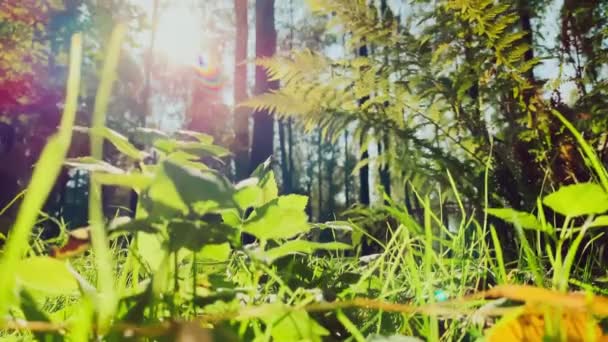 Helder groen gras in het park, de zon bij zonsondergang verlicht het gras, de schittering van de zon door het gras, rustig en rustig — Stockvideo