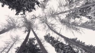 Winter tree tops viewed looking up at snow storm. Bottom view trees. Trunks of larches. Forest abstract background. Snow falling