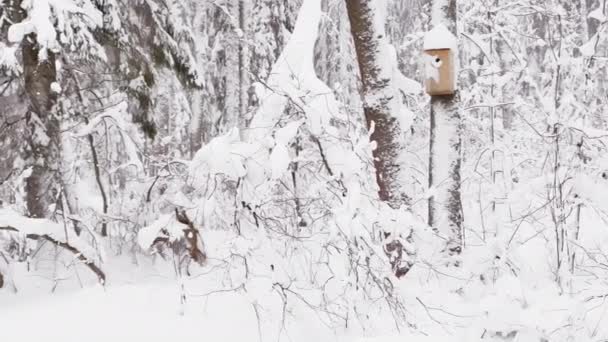 Birdhouse σε ένα άγριο χιόνι που καλύπτεται πάρκο, βαριά χιονόπτωση, μεγάλες νιφάδες χιονιού πέφτουν αργά, χιόνι βρίσκεται στα ακόμα απαράμιλλη φύλλα των δέντρων, χιονοθύελλα, χιονοθύελλα — Αρχείο Βίντεο