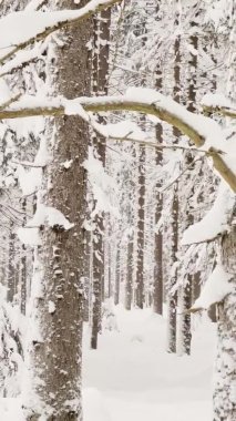 Themassif from a trunk of trees going to perspective in winter forest, trunks of larches. Forest abstract background. 