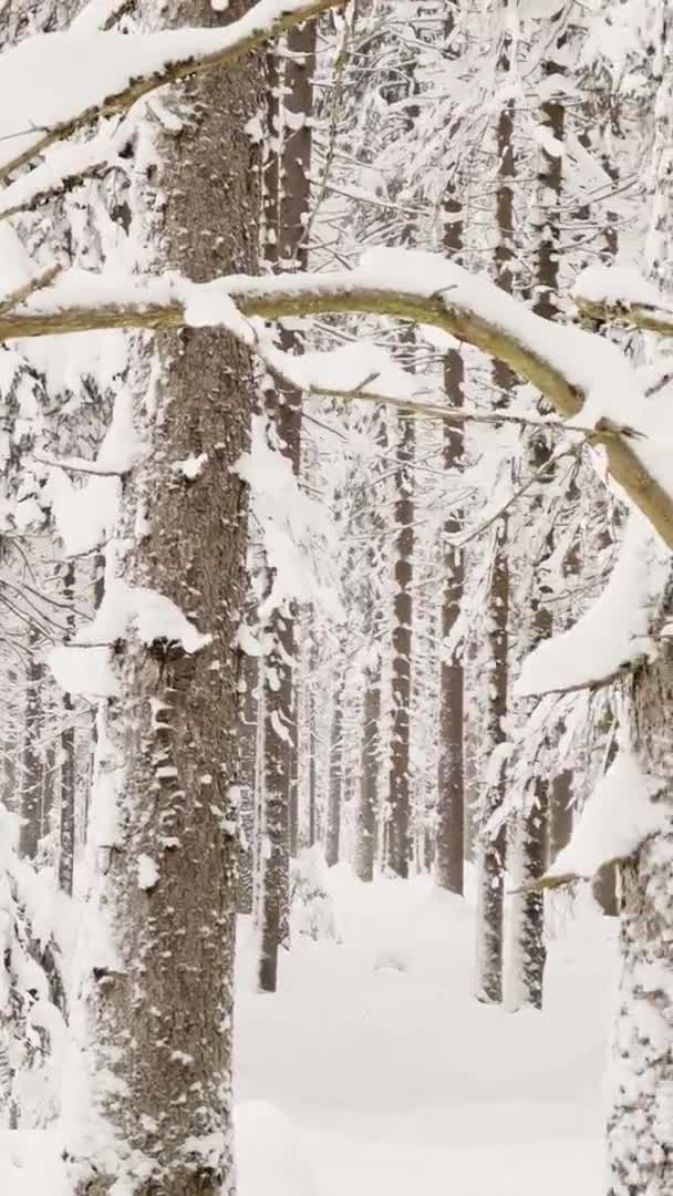 Themassif from a trunk of trees going to perspective in winter forest, trunks of larches. Forest abstract background. — Video Stock