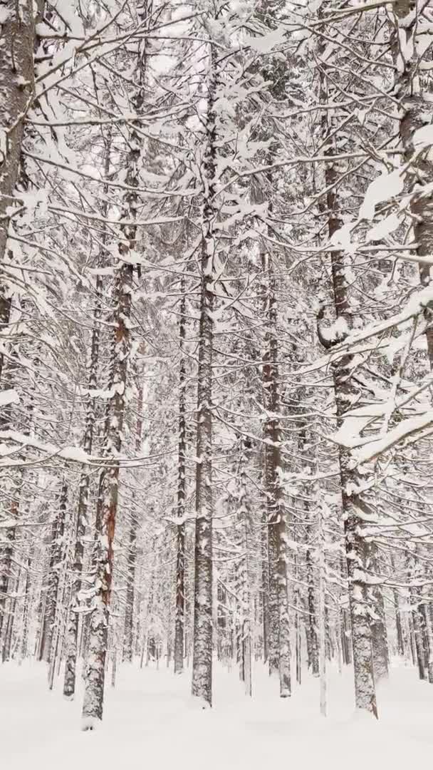 Themassif από ένα κορμό των δέντρων πρόκειται να προοπτική στο χειμερινό δάσος, κορμούς των προνυμφών. Αφηρημένο φόντο δάσους. — Αρχείο Βίντεο