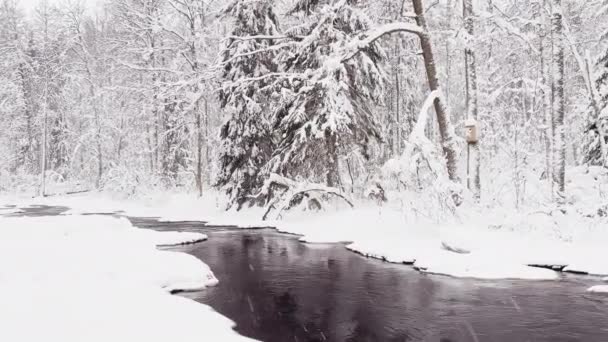 The wild frozen small river in the winter wood at snow storm, the wild nature, ice, snow-covered tree, peace and quiet — 비디오