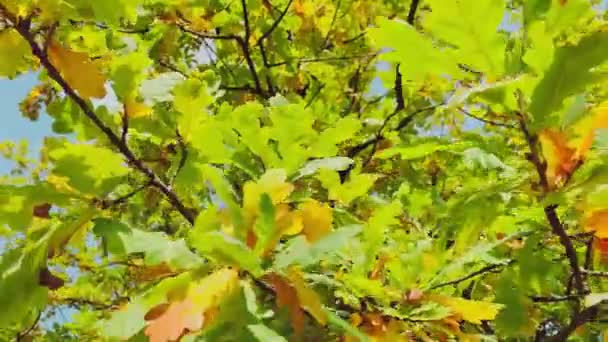 A folha alaranjada encontra-se na grama verde, vista próxima, outono está no balanço cheio, troncos pretos da árvore, raios do sol — Vídeo de Stock