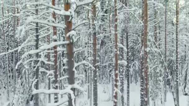 The drone slow flies between the trunks of snow-covered pine trees in forest at winter, nobody at frosty day — Stockvideo