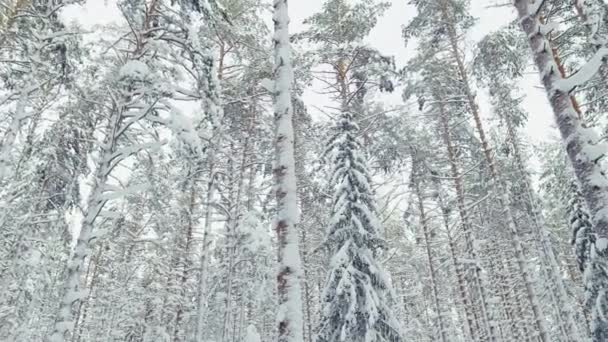 The drone slow flies between the trunks of snow-covered pine trees in forest at winter, nobody at frosty day — Stock videók