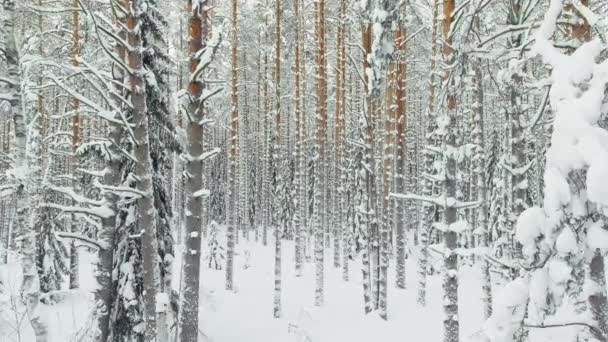 Безпілотник повільно літає між стовбурами засніжених сосен в лісі взимку, ніхто в морозний день — стокове відео