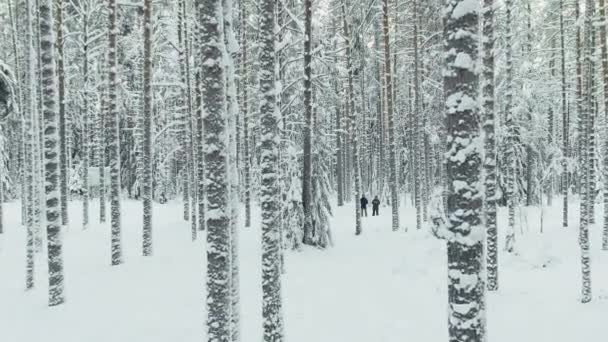 Russia, St. Petersburg, 08 January 2022: The drone pilot slow flies between the trunks of snow-covered pine trees in forest at winter — Stockvideo