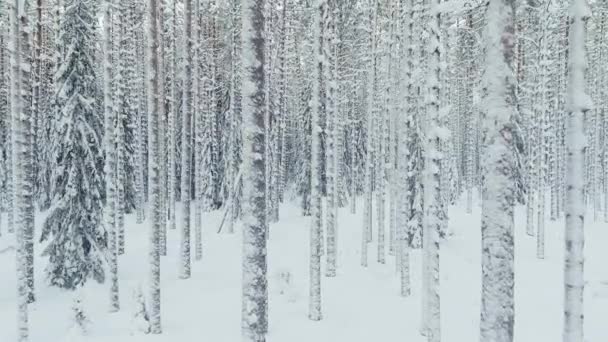 Ο κηφήνας πετάει αργά ανάμεσα στους κορμούς των χιονισμένων πεύκων στο δάσος το χειμώνα, κανείς την παγωμένη μέρα. — Αρχείο Βίντεο