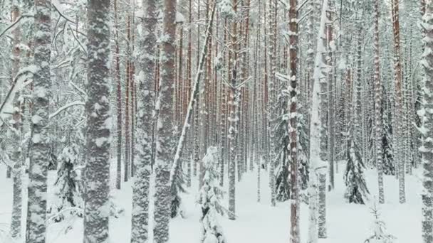 The drone slow flies between the trunks of snow-covered pine trees in forest at winter, nobody at frosty day — Stock Video