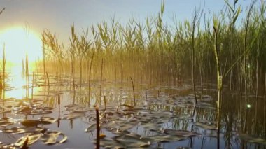 Morning dew on the reeds at dawn, warm water floats on the surface, light fog, the sun illuminates the stems of grass standing in the water, water lilies stick out of the water, peace and tranquility