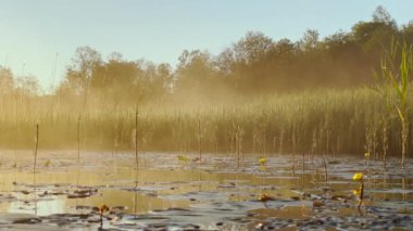 Morning dew on the reeds at dawn, warm water floats on the surface, light fog, the sun illuminates the stems of grass standing in the water, water lilies stick out of the water, peace and tranquility