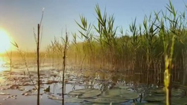 Morning dew on the reeds at dawn, warm water floats on the surface, light fog, the sun illuminates the stems of grass standing in the water, water lilies stick out of the water, peace and tranquility