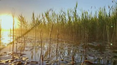 Morning dew on the reeds at dawn, warm water floats on the surface, light fog, the sun illuminates the stems of grass standing in the water, water lilies stick out of the water, peace and tranquility