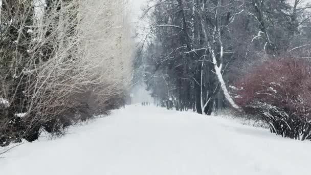 Βαριά χιονόπτωση σε ένα άγριο πάρκο, μεγάλες νιφάδες χιονιού πέφτουν σιγά-σιγά, οι άνθρωποι περπατούν στο βάθος, χιόνι βρίσκεται στα ακόμα απαράμιλλα φύλλα των δέντρων, χιονοθύελλα, χιονοθύελλα — Αρχείο Βίντεο