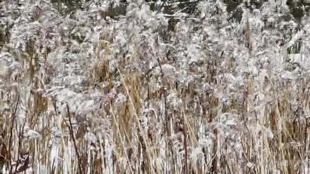 Hierba seca cubierta de nieve y balanceándose en el viento en un parque salvaje, la nieve se encuentra en las hojas aún inigualables de los árboles, tormenta de nieve, ventisca — Vídeos de Stock