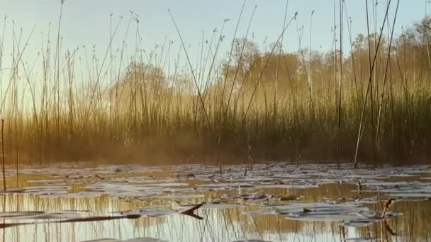 Morning dew on the reeds at dawn, warm water floats on the surface, light fog, the sun illuminates the stems of grass standing in the water, water lilies stick out of the water, peace and tranquility — стоковое видео