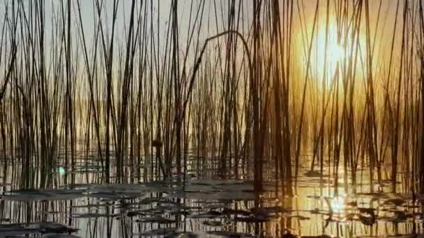Morning dew on the reeds at dawn, warm water floats on the surface, light fog, the sun illuminates the stems of grass standing in the water, water lilies stick out of the water, peace and tranquility — Vídeo de Stock