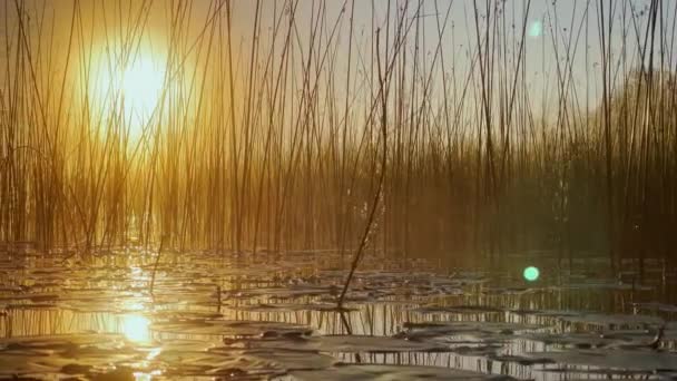 Morning dew on the reeds at dawn, warm water floats on the surface, light fog, the sun illuminates the stems of grass standing in the water, water lilies stick out of the water, peace and tranquility