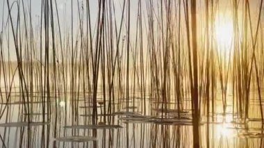 Morning dew on the reeds at dawn, warm water floats on the surface, light fog, the sun illuminates the stems of grass standing in the water, water lilies stick out of the water, peace and tranquility