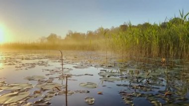 Morning dew on the reeds at dawn, warm water floats on the surface, light fog, the sun illuminates the stems of grass standing in the water, water lilies stick out of the water, peace and tranquility