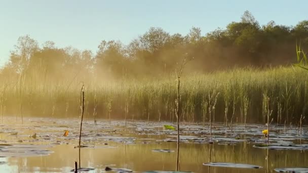 Morning dew on the reeds at dawn, warm water floats on the surface, light fog, the sun illuminates the stems of grass standing in the water, water lilies stick out of the water, peace and tranquility – stockvideo