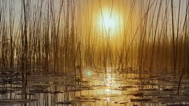 Ранкова роса на очереті на світанку, тепла вода пливе на поверхні, легкий туман, сонце освітлює стебла трави, що стоять у воді, водяні лілії виходять з води, спокою і спокою — стокове відео