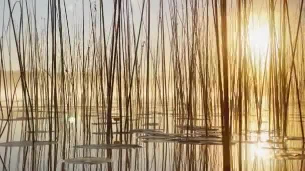 Morning dew on the reeds at dawn, warm water floats on the surface, light fog, the sun illuminates the stems of grass standing in the water, water lilies stick out of the water, peace and tranquility — Video Stock