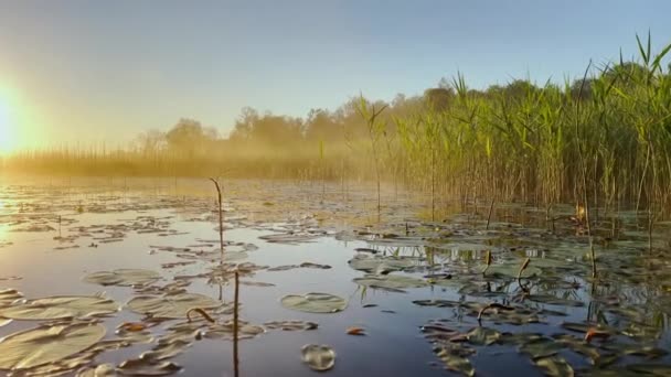 Morning dew on the reeds at dawn, warm water floats on the surface, light fog, the sun illuminates the stems of grass standing in the water, water lilies stick out of the water, peace and tranquility — стоковое видео