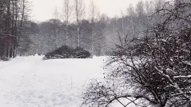 Βαριά χιονόπτωση σε ένα άγριο πάρκο, μεγάλες νιφάδες χιονιού πέφτουν σιγά-σιγά, οι άνθρωποι περπατούν στο βάθος, χιόνι βρίσκεται στα ακόμα απαράμιλλα φύλλα των δέντρων, χιονοθύελλα, χιονοθύελλα — Αρχείο Βίντεο