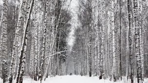 Zware sneeuwval in een wild park, grote sneeuwvlokken vallen langzaam, mensen lopen in de verte, sneeuw ligt op de nog ongeëvenaarde bladeren van bomen, sneeuwstorm, sneeuwstorm — Stockvideo