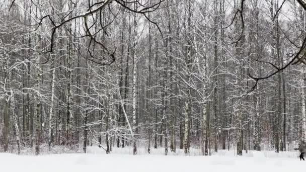 Duże opady śniegu w dzikim parku, duże płatki śniegu powoli spadają, ludzie chodzą w oddali, śnieg leży na wciąż niezrównanych liściach drzew, burza śnieżna, śnieżyca — Wideo stockowe