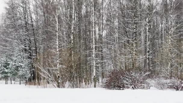 Duże opady śniegu w dzikim parku, duże płatki śniegu powoli spadają, ludzie chodzą w oddali, śnieg leży na wciąż niezrównanych liściach drzew, burza śnieżna, śnieżyca — Wideo stockowe