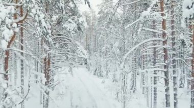 The drone slow flies between the trunks of snow-covered pine trees in forest at winter, nobody at frosty day