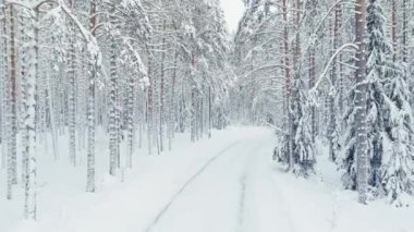The drone slow flies between the trunks of snow-covered pine trees in forest at winter, nobody at frosty day