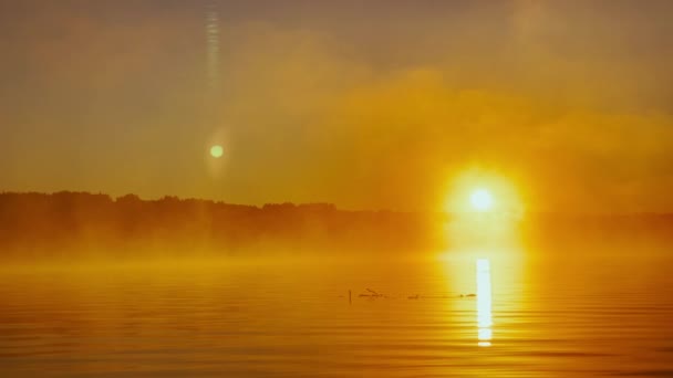Eau calme à travers le brouillard matinal au-dessus de l'eau au lever du soleil, la couleur dorée de l'eau, eau chaude et air froid, lumière magique — Video
